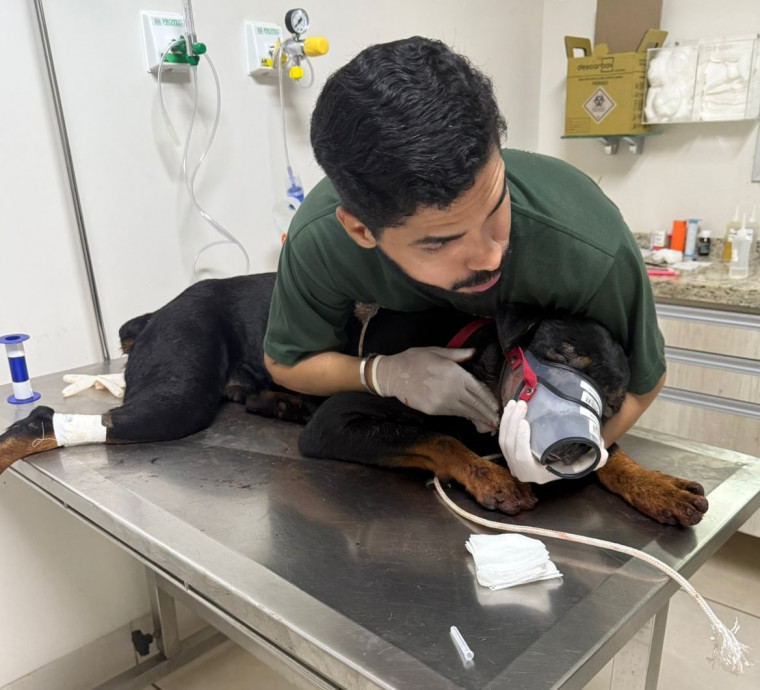Animal foi encaminhado para uma clínica veterinária da cidade.