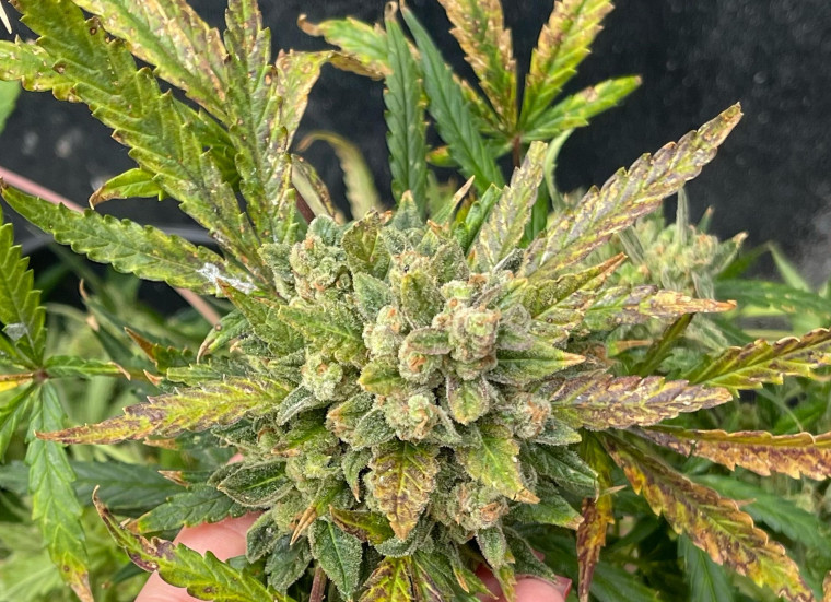 Pés de maconha cultivadas pelo acusado.