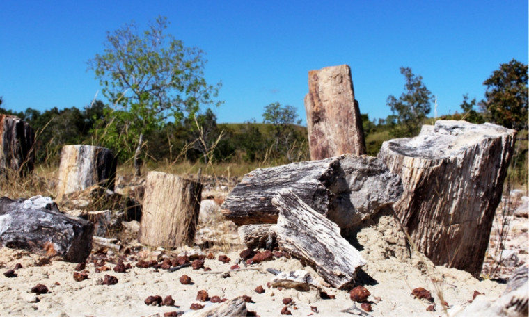 Monumento das Árvores Fossilizadas