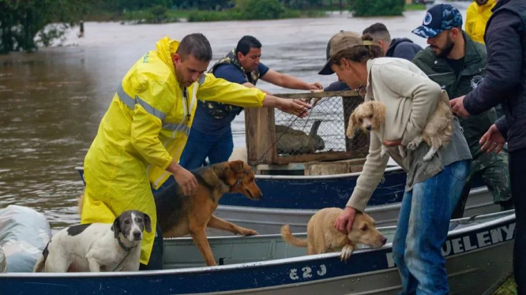 Resgate de animais durante as enchentes no Rio Grande do Sul no ano passado.