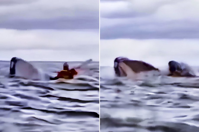 Homem é engolido e cuspido por baleia enquanto navegava em caiaque
