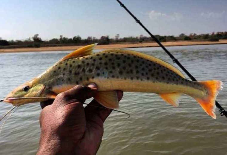 Peixe mandi-moela