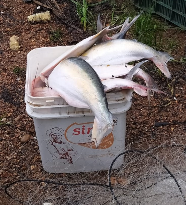 Pescado apreendido.