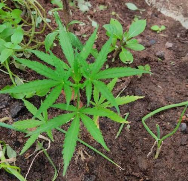 Pé de maconha encontrado pela polícia
