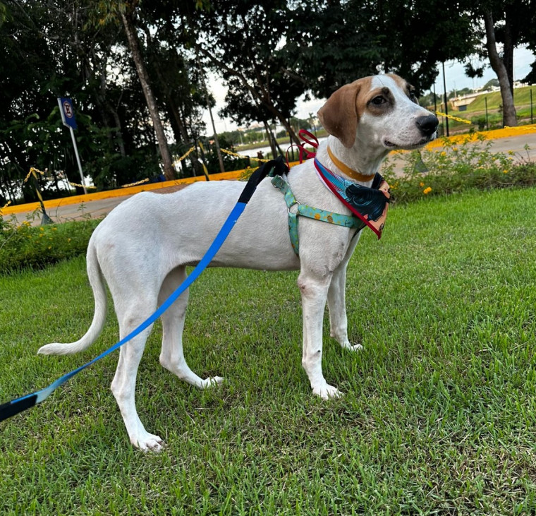 Penélope no dia da feira de adoção.